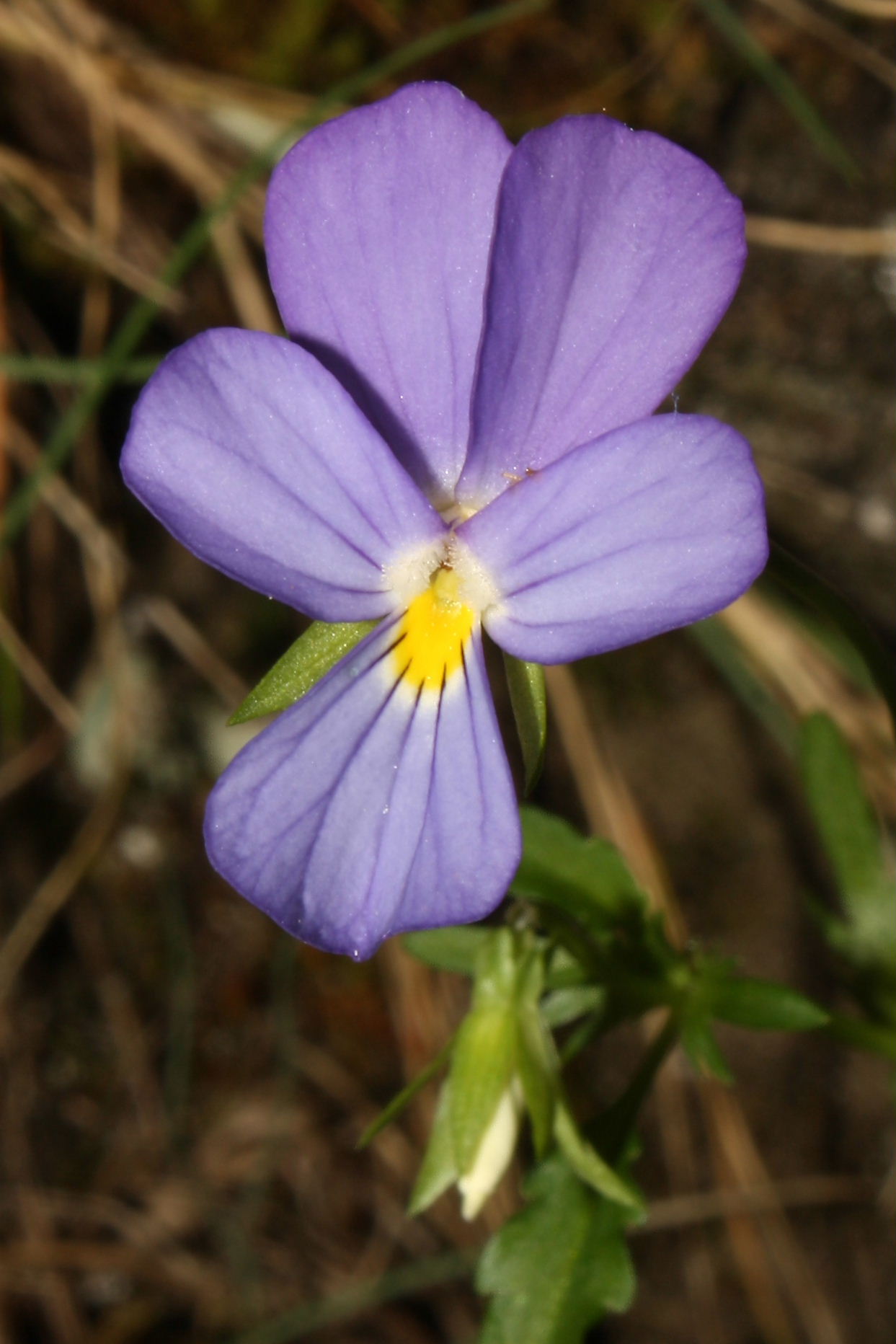 Apuane, Valle dellArnetola (LU) : Viola tricolor